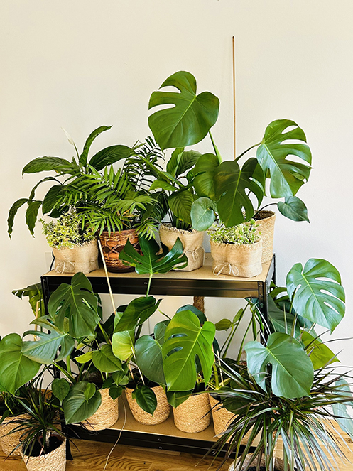 ogrodywertykalne_oprojekcie